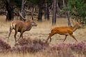 02 Hoge Veluwe, edelherten